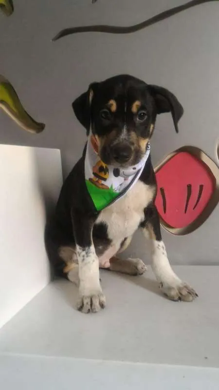 Cachorro ra a SRD idade 2 a 6 meses nome Sem nome