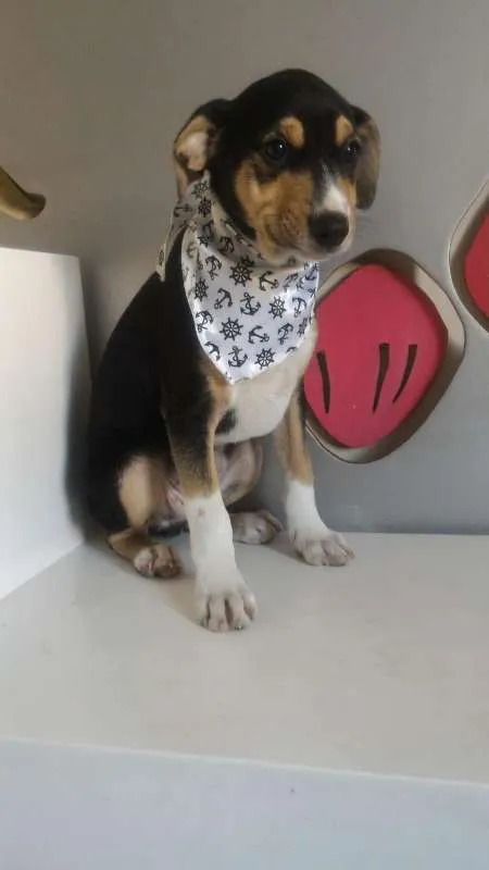 Cachorro ra a SRD idade 2 a 6 meses nome Sem nome