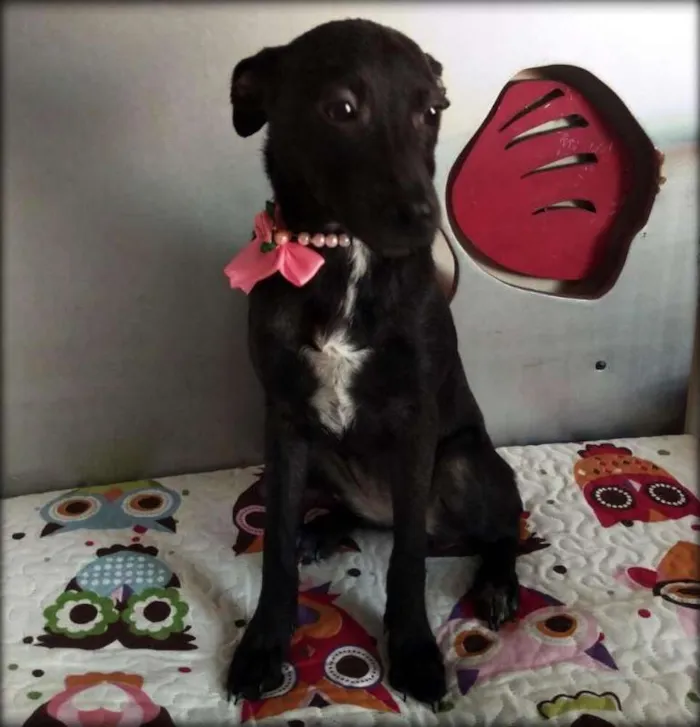 Cachorro ra a SRD idade 2 a 6 meses nome Sem Nome