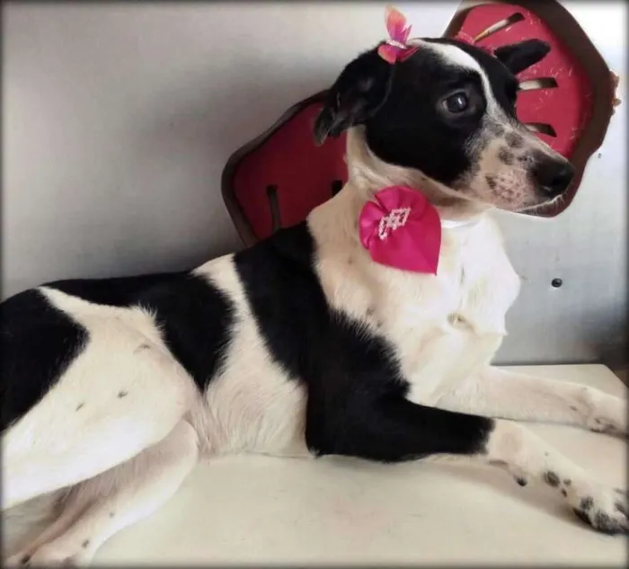 Cachorro ra a SRD idade 1 ano nome Sem Nome