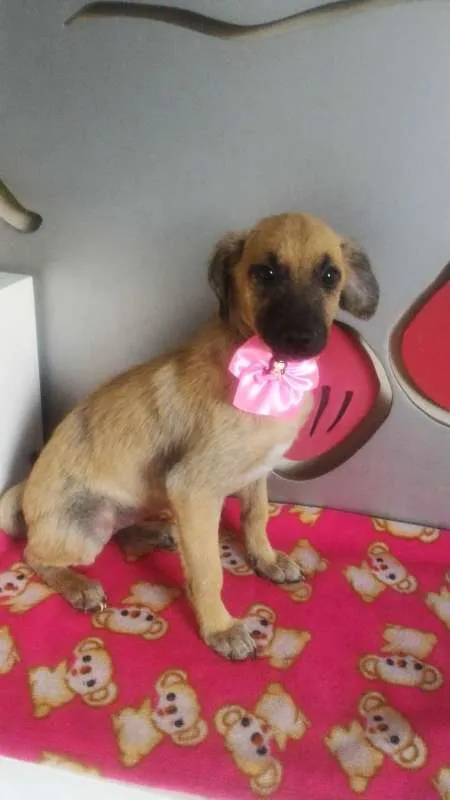 Cachorro ra a SRD idade 2 a 6 meses nome Sem Nome