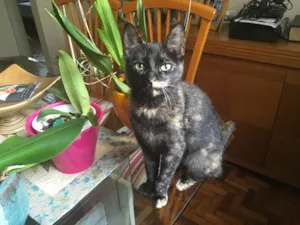 Gato raça Sem raça definido idade 7 a 11 meses nome Gato