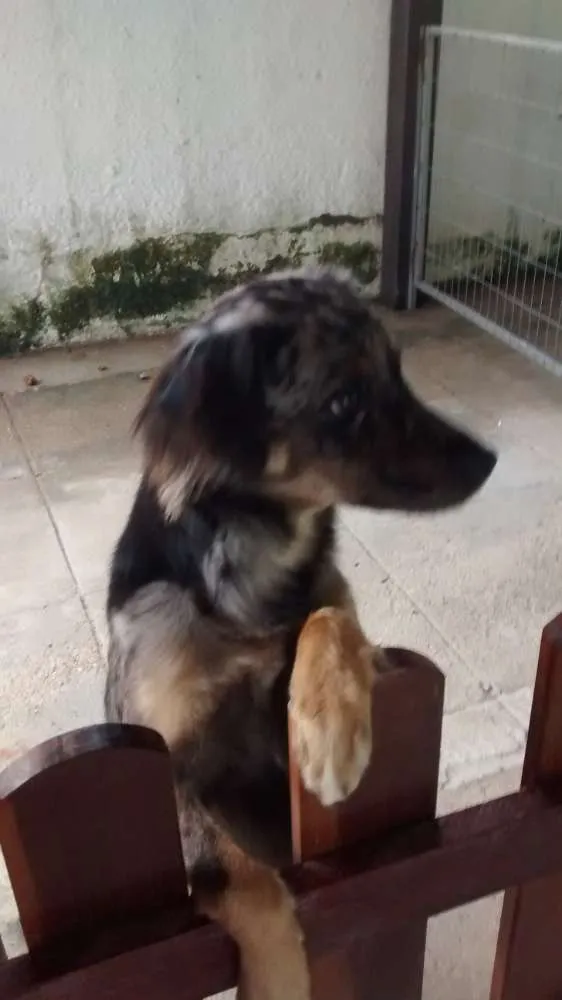 Cachorro ra a Sem raça idade 1 ano nome MASHA