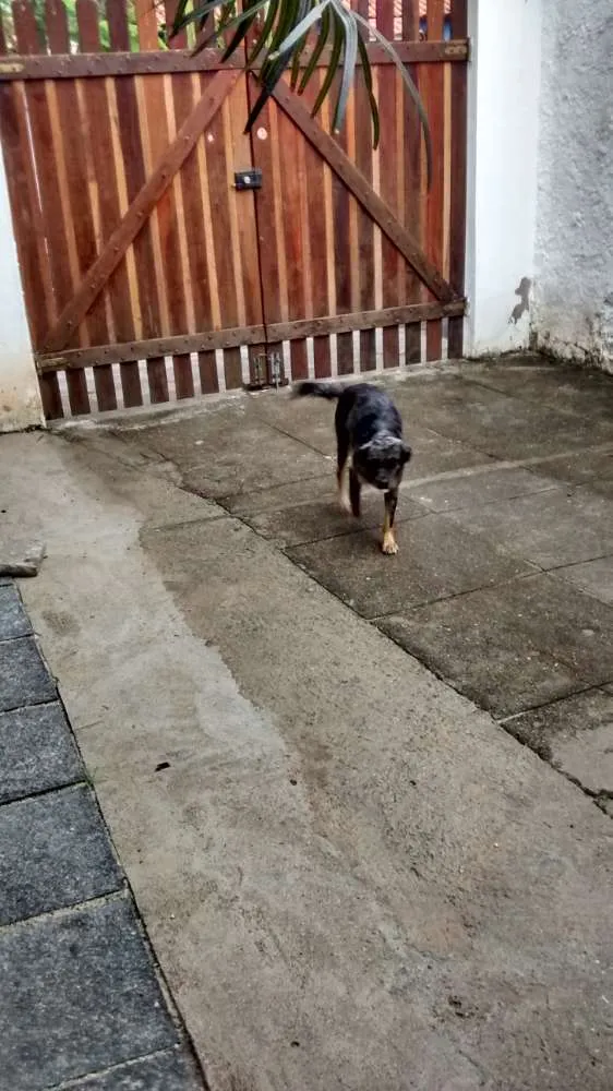 Cachorro ra a Sem raça idade 1 ano nome MASHA