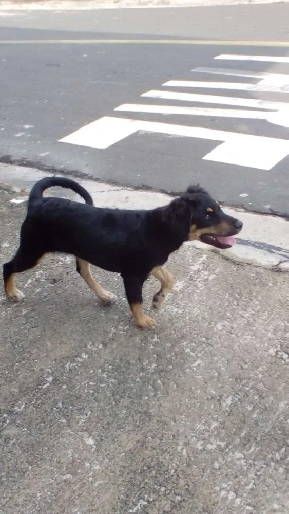 Cachorro ra a Vira Lata  idade 2 a 6 meses nome Sind