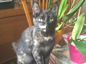 Gato raça Sem raça definido idade 7 a 11 meses nome Gato