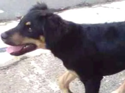 Cachorro ra a Vira Lata  idade 2 a 6 meses nome Sind