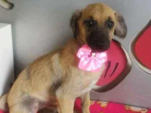 Cachorro raça SRD idade 2 a 6 meses nome Sem Nome