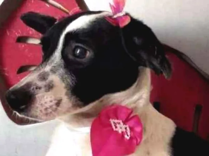 Cachorro ra a SRD idade 1 ano nome Sem Nome