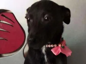 Cachorro raça SRD idade 2 a 6 meses nome Sem Nome