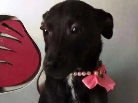 Cachorro ra a SRD idade 2 a 6 meses nome Sem Nome