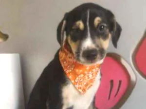 Cachorro raça SRD idade 2 a 6 meses nome Sem nome