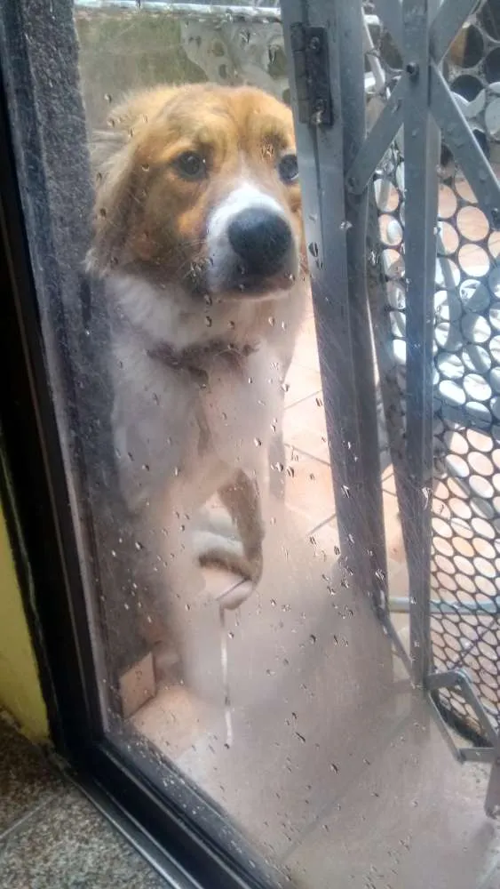Cachorro ra a Vira Lata idade 1 ano nome Stivem