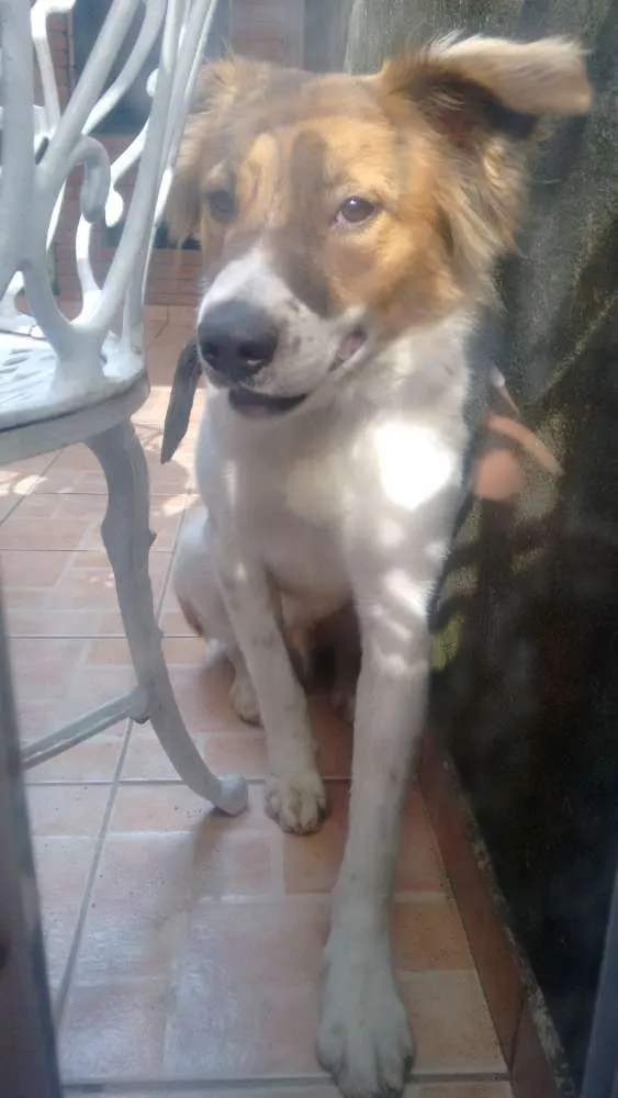 Cachorro ra a Vira Lata idade 1 ano nome Stivem
