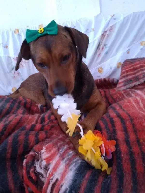 Cachorro ra a SRD idade 2 anos nome MEL