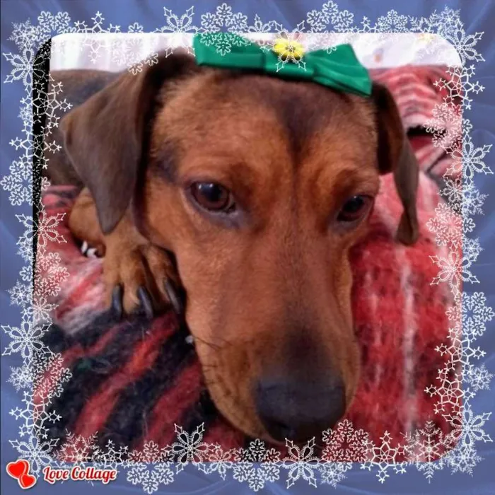 Cachorro ra a SRD idade 2 anos nome MEL