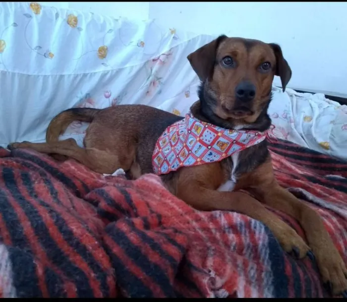 Cachorro ra a SRD idade 2 anos nome MEL