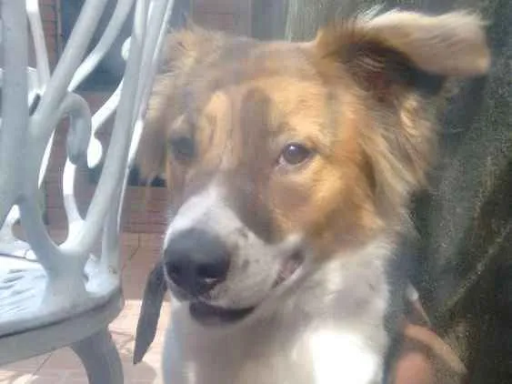 Cachorro ra a Vira Lata idade 1 ano nome Stivem