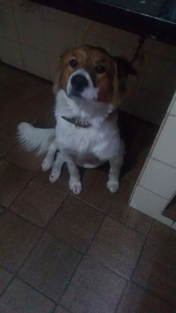 Cachorro ra a Vira Lata idade 1 ano nome Stivem