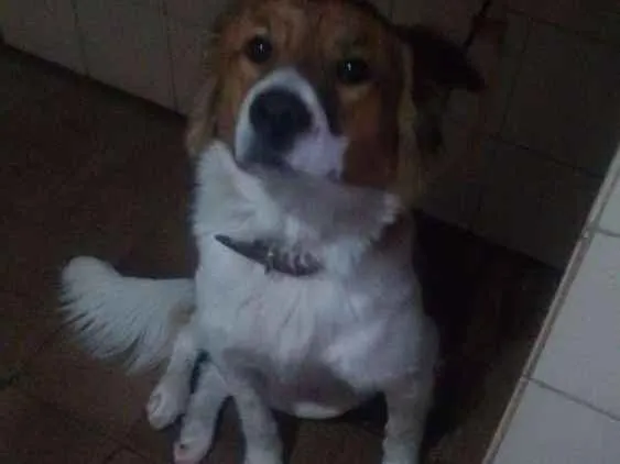 Cachorro ra a Vira Lata idade 1 ano nome Stivem