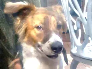 Cachorro raça Vira Lata idade 1 ano nome Stivem