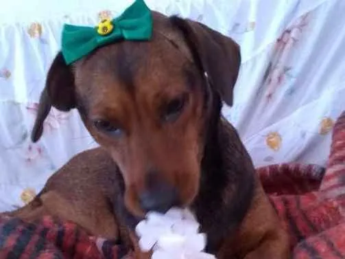 Cachorro ra a SRD idade 2 anos nome MEL