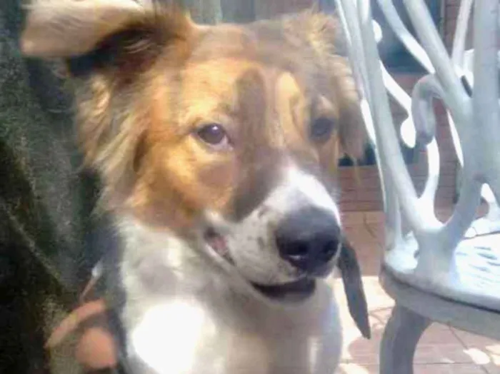 Cachorro ra a Vira Lata idade 1 ano nome Stivem