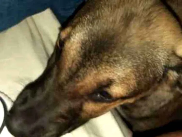 Cachorro ra a Srd idade 2 a 6 meses nome Spike