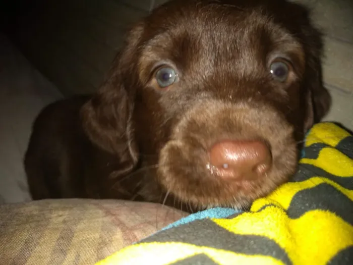 Cachorro raça Doker c/ Labrador  idade 2 a 6 meses nome Cacau