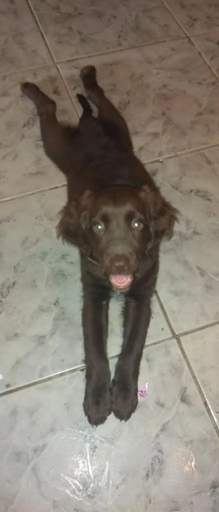 Cachorro raça Doker c/ Labrador  idade 2 a 6 meses nome Cacau