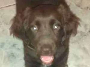 Cachorro raça Doker c/ Labrador  idade 2 a 6 meses nome Cacau