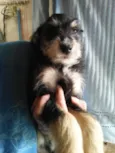 Pirata