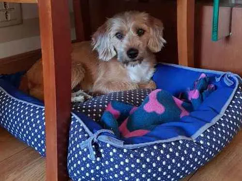 Cachorro ra a SRD idade 1 ano nome Margarida