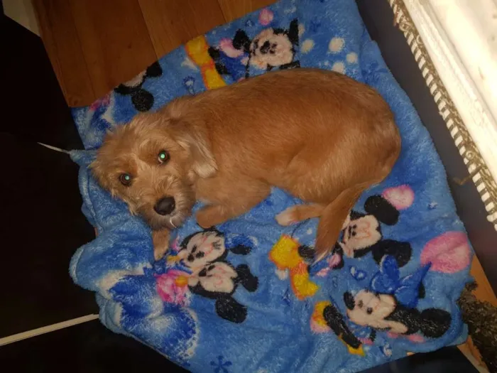 Cachorro ra a SRD idade 1 ano nome Margarida