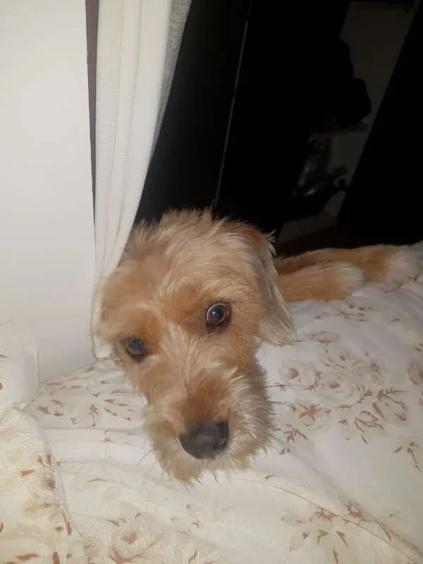 Cachorro ra a SRD idade 1 ano nome Margarida