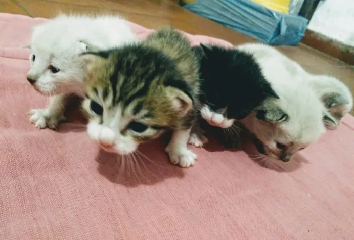 Gato ra a N indentificado idade Abaixo de 2 meses nome Filhotes