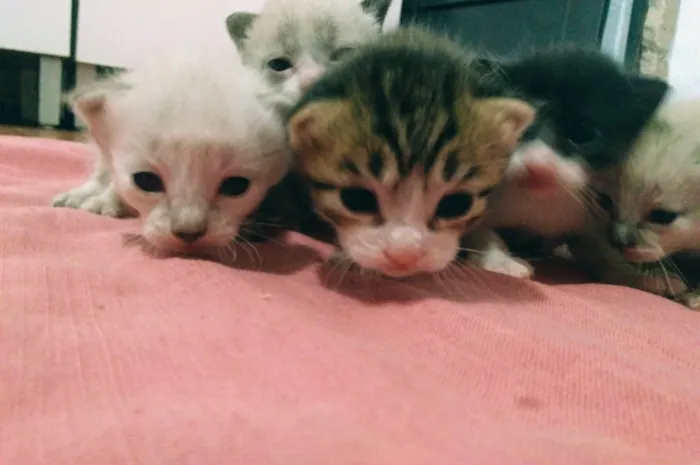 Gato ra a N indentificado idade Abaixo de 2 meses nome Filhotes