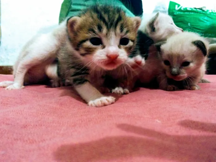 Gato ra a N indentificado idade Abaixo de 2 meses nome Filhotes
