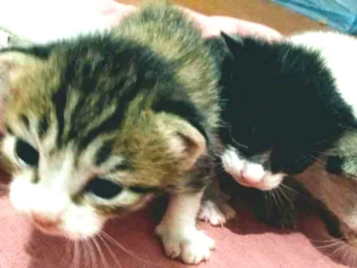 Gato ra a N indentificado idade Abaixo de 2 meses nome Filhotes