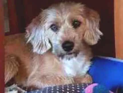 Cachorro ra a SRD idade 1 ano nome Margarida
