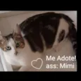 Mimi