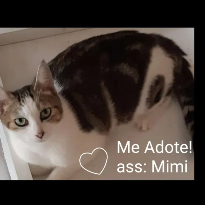 Gato ra a Pê duro idade 1 ano nome Mimi
