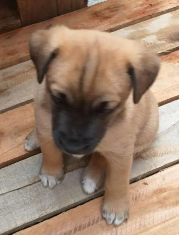 Cachorro raça SRD idade Abaixo de 2 meses nome sem nome