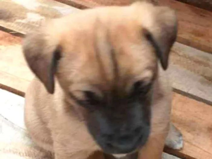 Cachorro raça SRD idade Abaixo de 2 meses nome sem nome