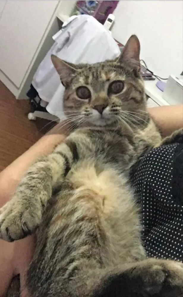 Gato ra a SRD idade 7 a 11 meses nome Mimi 