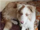 Cachorro raça Vira lata idade 1 ano nome Sem Nome