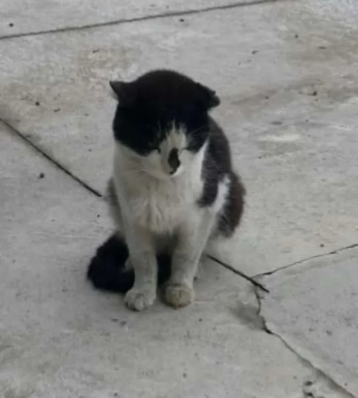 Gato ra a Não sei dizer  idade 1 ano nome Sem nome