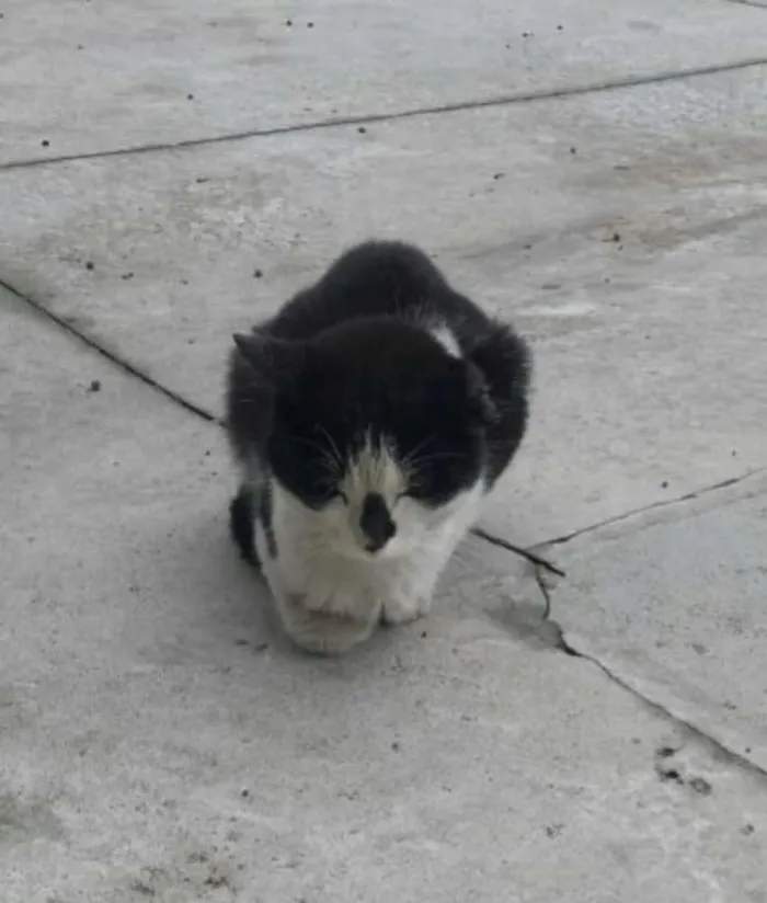 Gato ra a Não sei dizer  idade 1 ano nome Sem nome