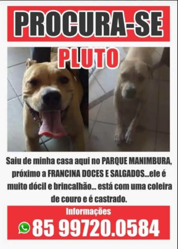 Cachorro ra a Pit-Bull idade 3 anos nome PLUTO