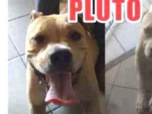 Cachorro raça Pit-Bull idade 3 anos nome PLUTO